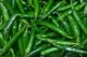 GREEN CHILLI