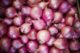SMALL ONION