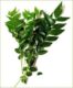 CURRY LEAVES (KADI PATTA)